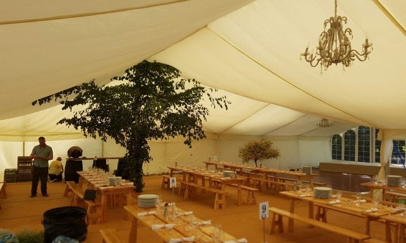 Interior of a large marquee with a mature tree growing naturally through the floor, used as a dramatic focal point